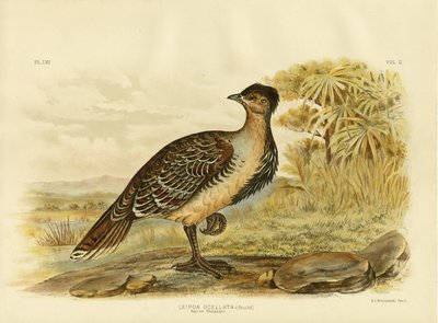 Faisán Nativo o Malleefowl, 1891 de Gracius Broinowski